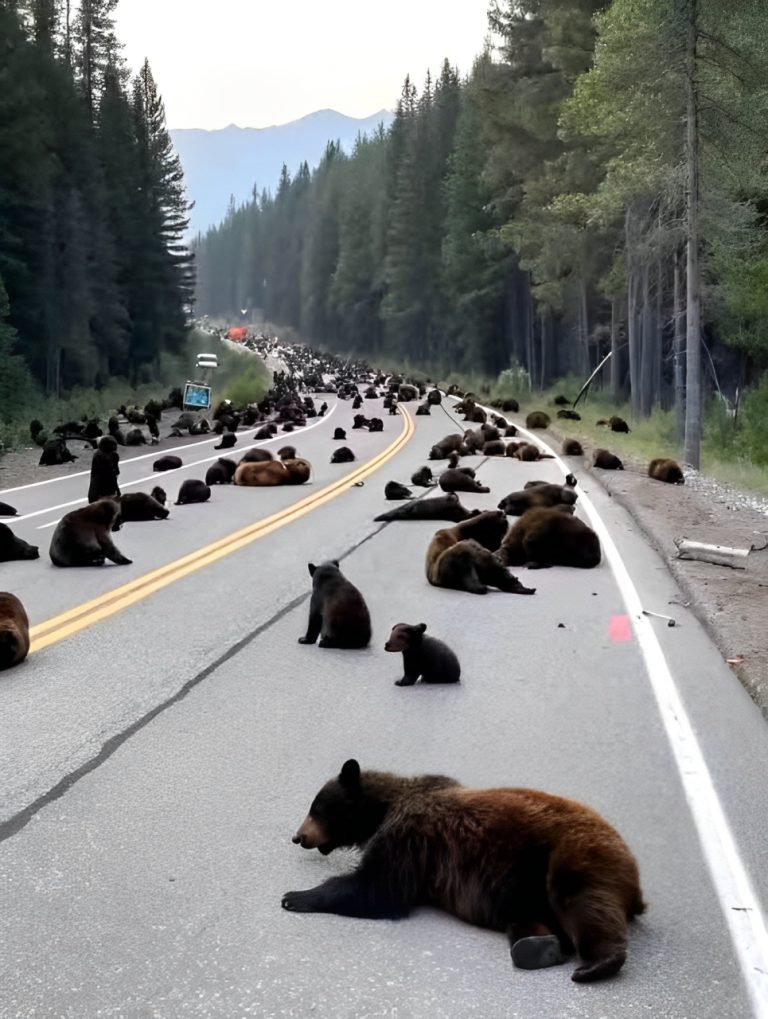 Niedźwiedzie tworzą bezprecedensową blokadę przy wejściu do Yellowstone – Naukowcy obawiają się, że wiedzą coś, czego my nie wiemy Wideo