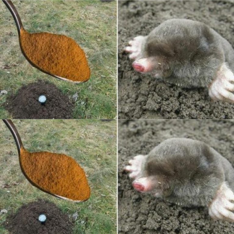 Krety zapomną drogę do Twojego ogrodu. Jak raz na zawsze pozbyć się tych szkodników!