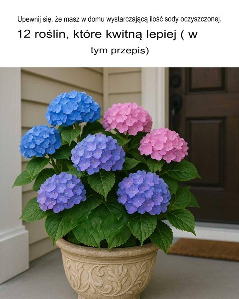 Dodaj sodę oczyszczoną do roślin: 12 kwiatów, które dzięki temu kwitną obficiej