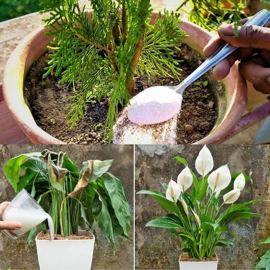 Przyspiesz wzrost roślin na balkonie i w ogrodzie