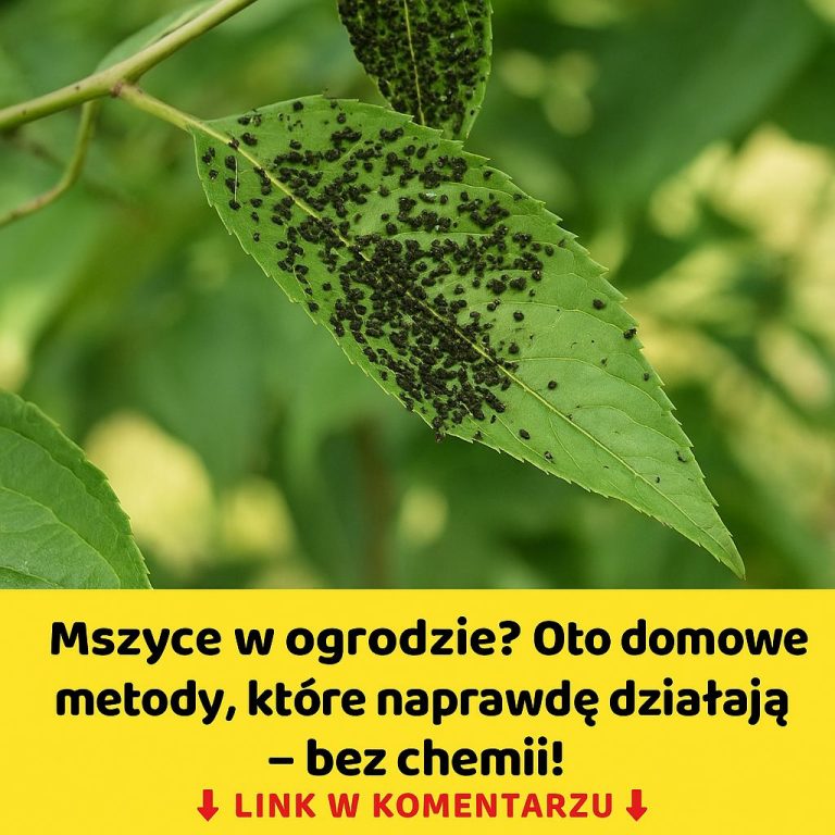 Naturalne sposoby na walkę z mszycami: mleko, oregano i inne skuteczne metody