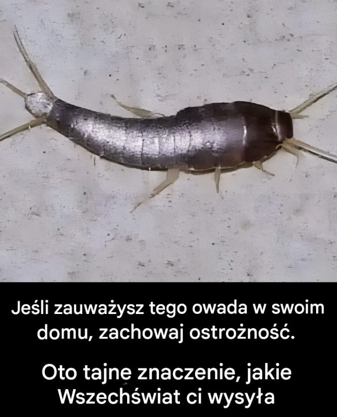 Jeśli widzisz tego owada w domu, oto co on oznacza