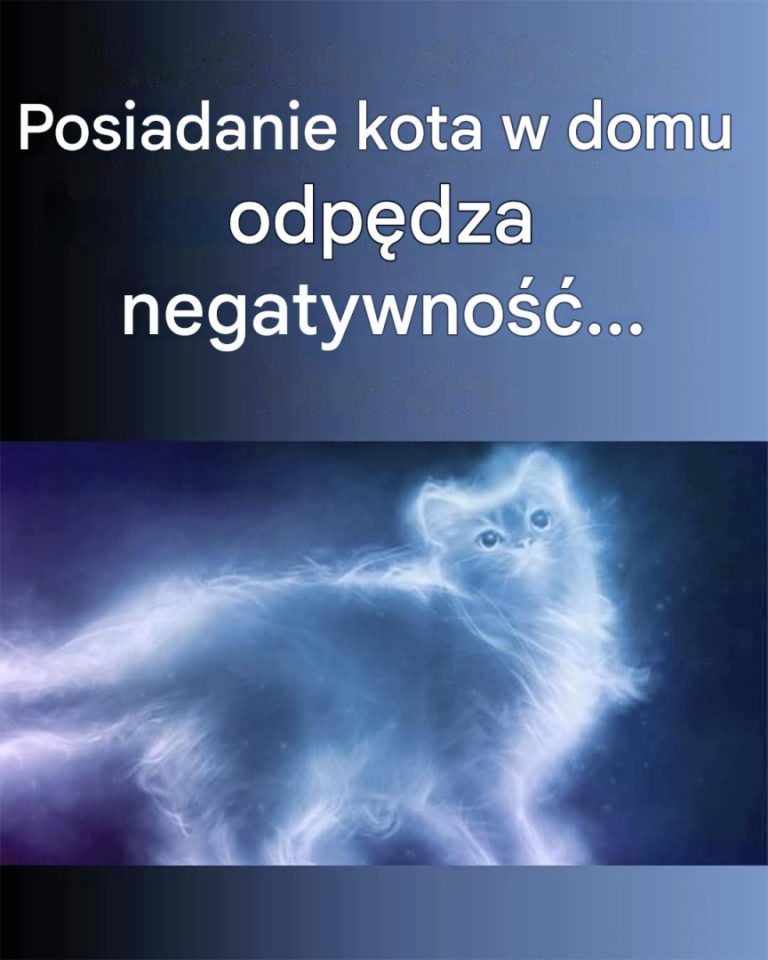 Obecność kota w domu będzie korzystna na poziomie energetycznym: odstraszy negatywne fale i uspokoi umysł.