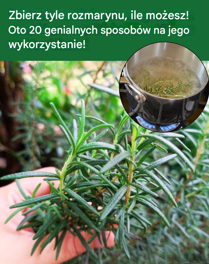 Masz krzak rozmarynu? Oto 20 genialnych i niezwykłych sposobów na wykorzystanie całego tego rozmarynu