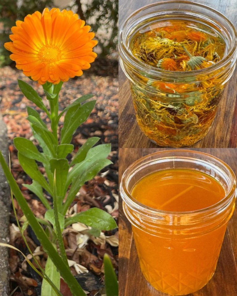 12 najważniejszych korzyści zdrowotnych Calendula officinalis
