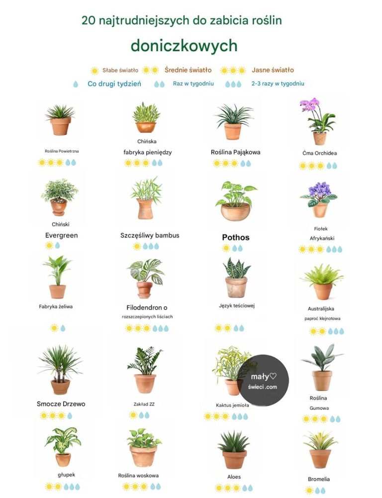 20 roślin doniczkowych, które trudno zabić