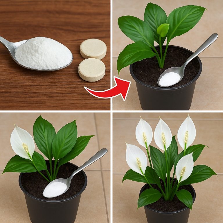 1 łyżka i 2 tabletki i Spathiphyllum i każdy inny kwiat kwitnie bujnie! Pokazywanie rezultatu