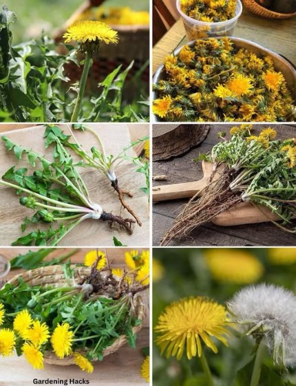 Sekret zdrowia tkwi pod ziemią: Dlaczego korzenie mniszka lekarskiego to prawdziwy skarb natury