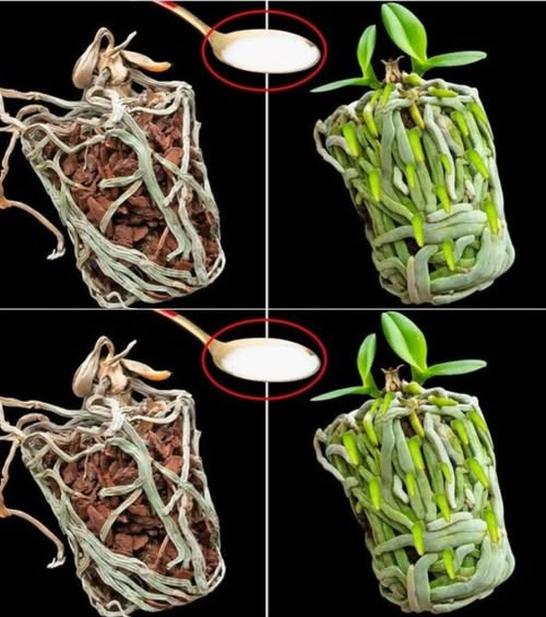 Tylko jedna łyżka – i Twoja storczyk znów ożyje!