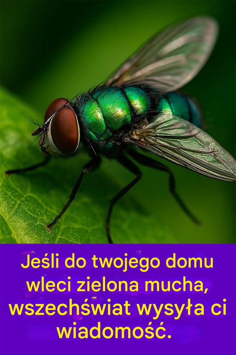 Zielona mucha w domu: znaczenie