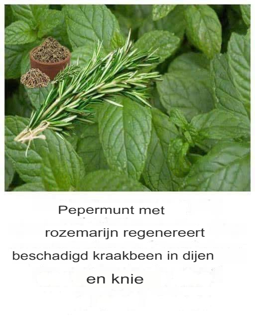 Wymieszaj rozmaryn z tymi składnikami: Regeneruje chrząstkę i nie tylko