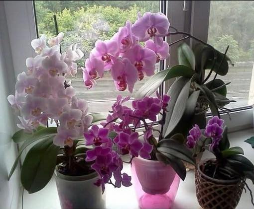 W ogóle już nie podlewam storczyków, a one są szczęśliwe — wszystkie kwitną jak nigdy dotąd. Nauczyłam tego wszystkich moich przyjaciół