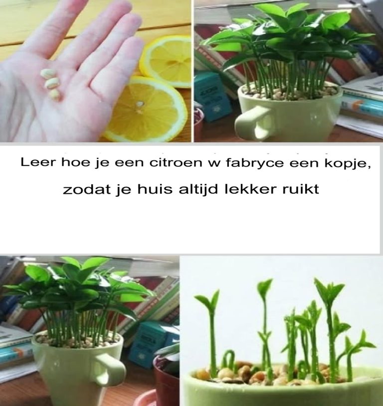 Dowiedz się, jak posadzić cytrynę w filiżance, aby w Twoim domu zawsze ładnie pachniało