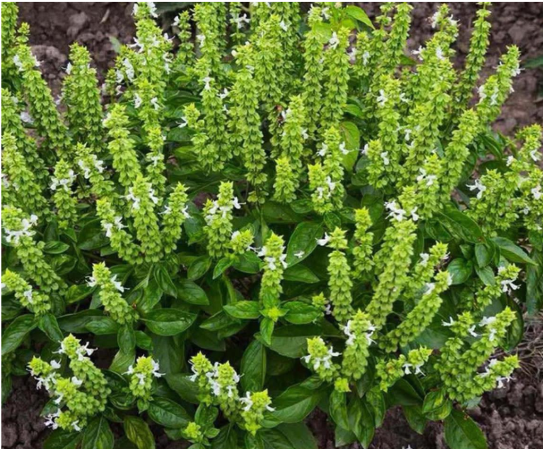 Nie wyrzucaj kwiatów bazylii: Oto 8 sposobów, jak je wykorzystać