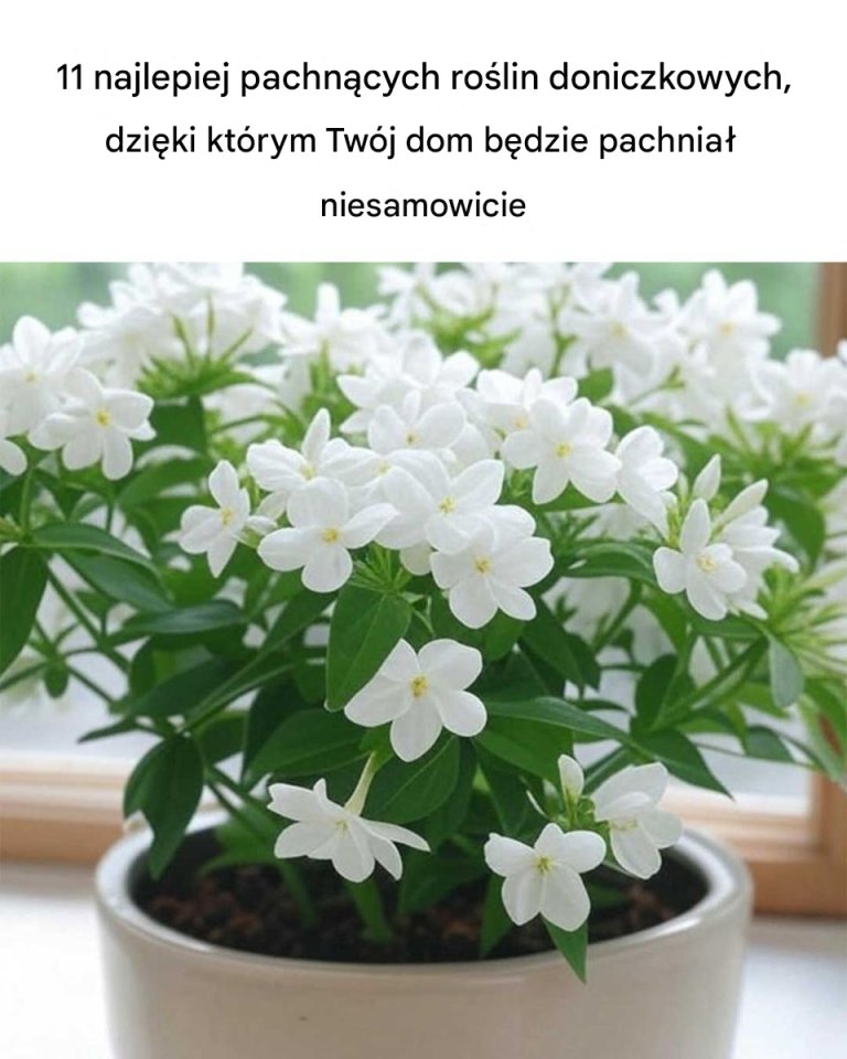 11 najlepiej pachnących roślin doniczkowych, które sprawią, że Twój dom będzie pachniał niesamowicie