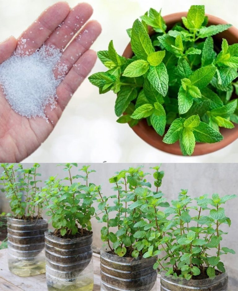 Przewodnik po uprawie mięty w domu: 10 korzyści i wskazówek