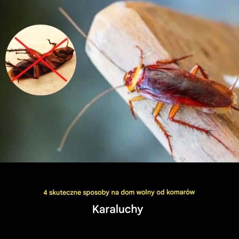 4 skuteczne sposoby na utrzymanie domu wolnym od karaluchów