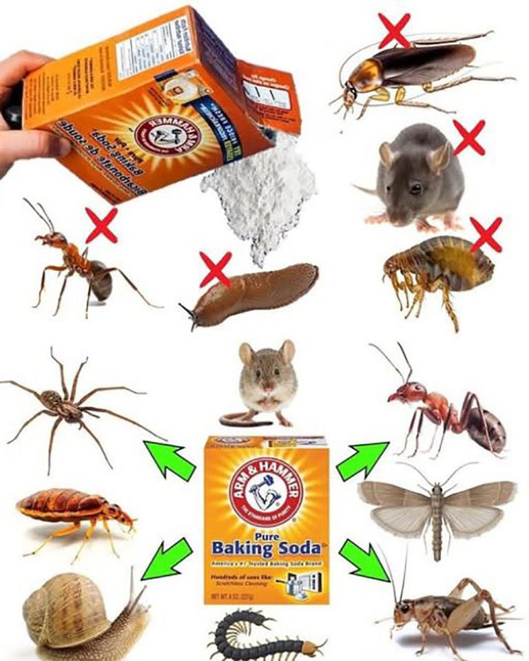 Soda oczyszczona, środek na pasożyty