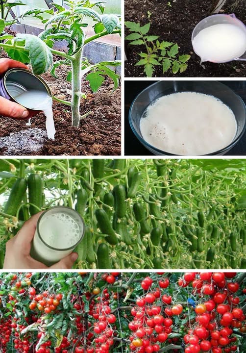 Czosnek, pomidory i ogórki szybko rosną domowy sposób na skuteczne nawożenie