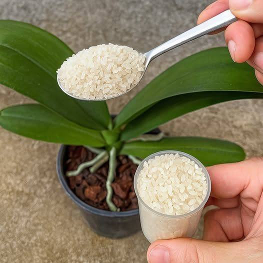 Jeśli chcesz, aby Twoja orchidea kwitła nieprzerwanie, musisz to robić każdego ranka.