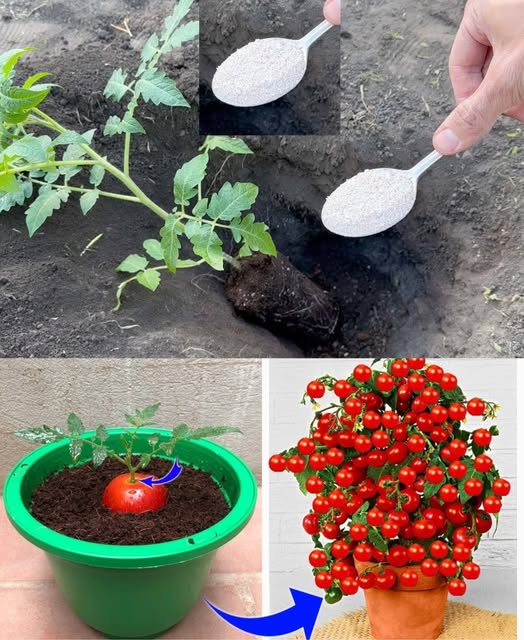 Sekrety Pielęgnacji Pomidorów, Papryki i Ogórków: Jakie Składniki Dodać do Gleby, aby Osiągnąć Wysokiej Jakości Plony?Wstęp: