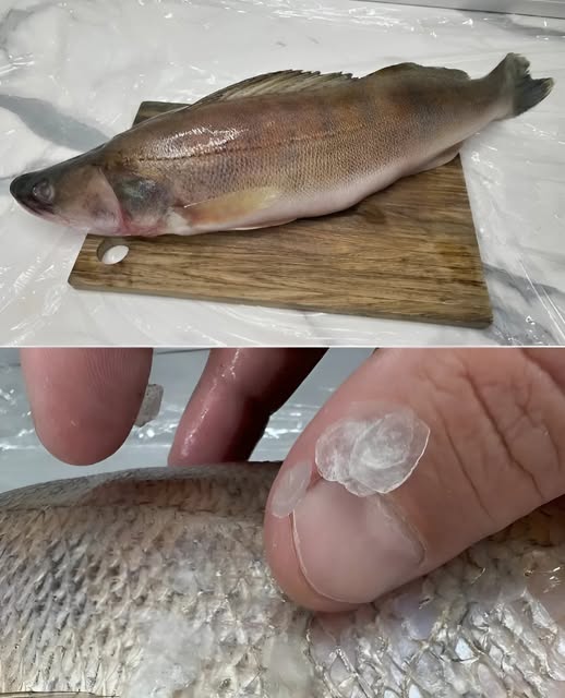 Moja hiszpańska babcia przed czyszczeniem ryby zwykła polewać ją octem. Byłem zaskoczony, gdy odkryłem powód tego gestu.