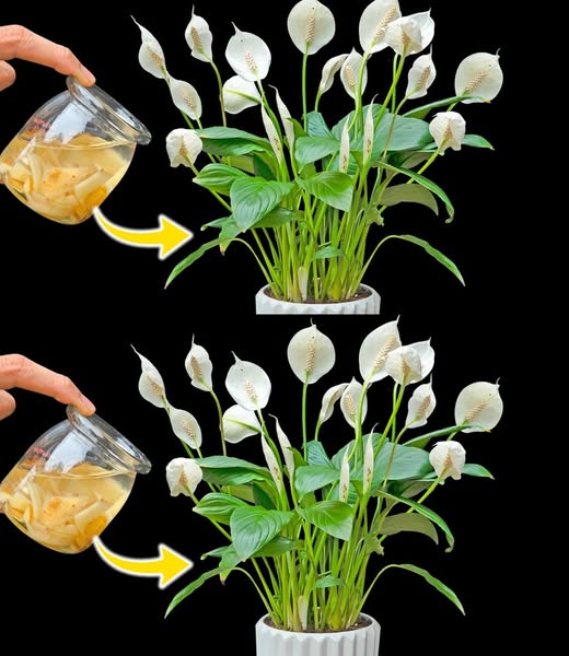 Lilia pokojowa, dzięki temu składnikowi kwitnie nawet 10 lat z rzędu