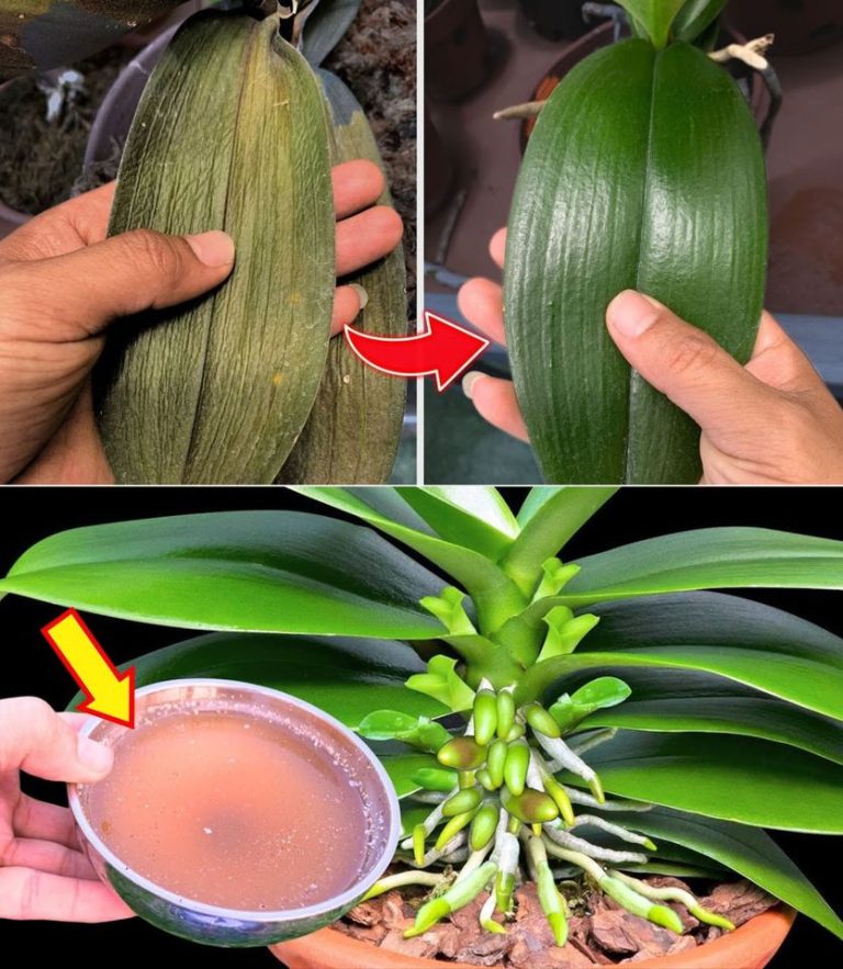 Jedna kropla daje jasnozielone liście – nigdy nie miałam takiej orchidei