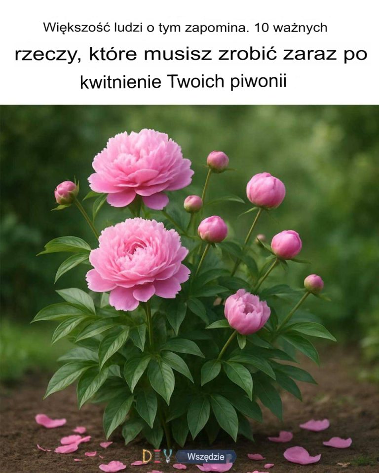 Większość ludzi o tym zapomina. 10 ważnych rzeczy, które należy zrobić zaraz po zakwitnięciu piwonii