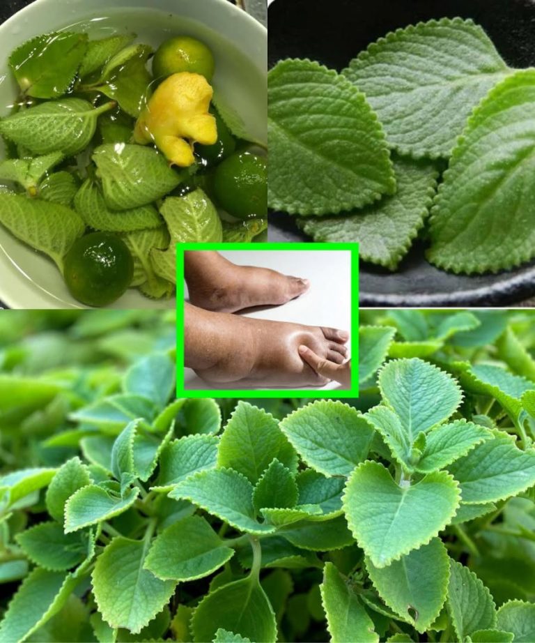 11 powodów, dla których każdy dom powinien uprawiać tę roślinę – przyniesie korzyści wszystkim członkom Twojej rodziny