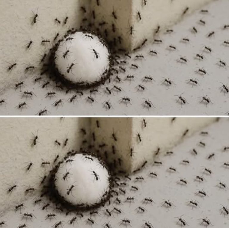 7 naturalnych rozwiązań, aby pożegnać się z mrówkami i chronić swój dom