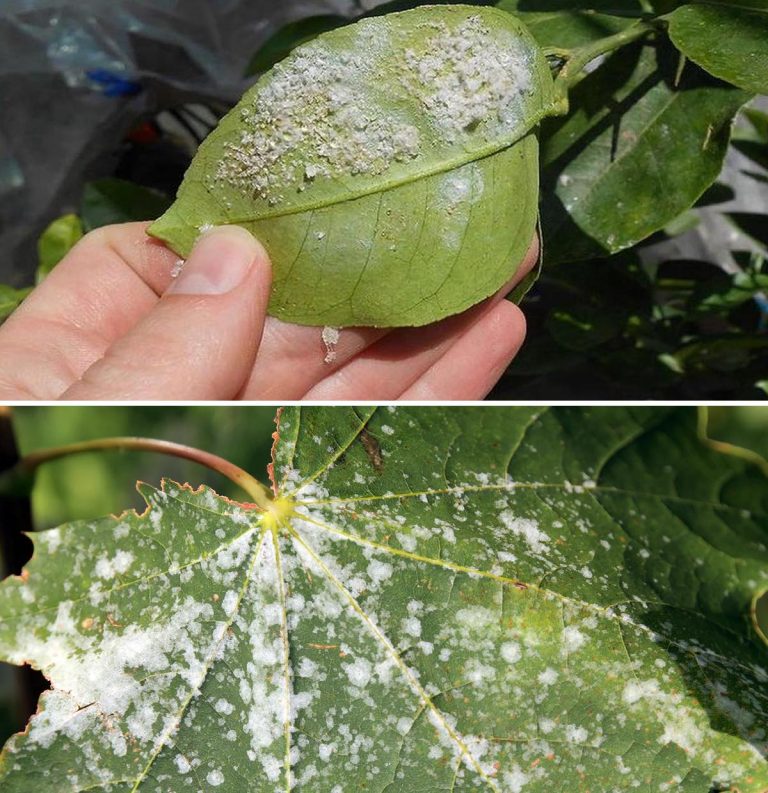 5 sposobów, aby na zawsze pozbyć się tarczników z balkonu