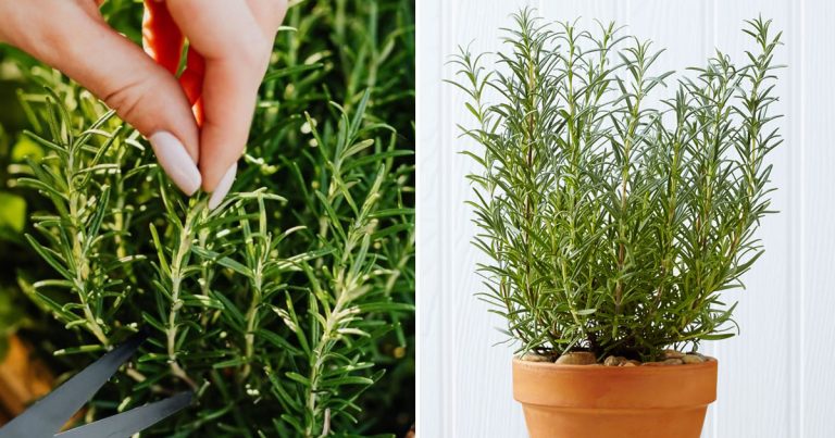 Dlaczego rozmaryn wysycha?