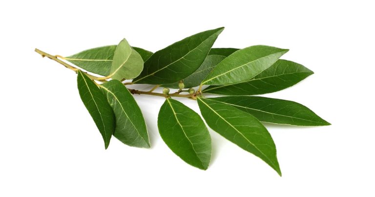 Liść leczący wątrobę, nadkwasotę, miażdżycę, ból żołądka i łupież