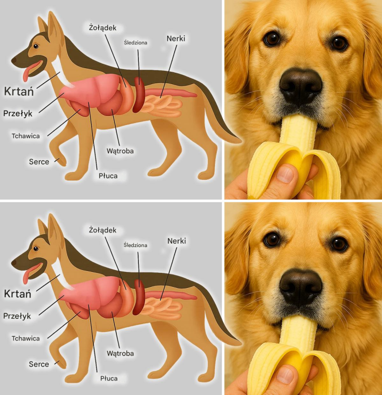 18 najlepszych produktów spożywczych dla psów i 13 produktów, których nigdy nie należy podawać psu, ponieważ są toksyczne