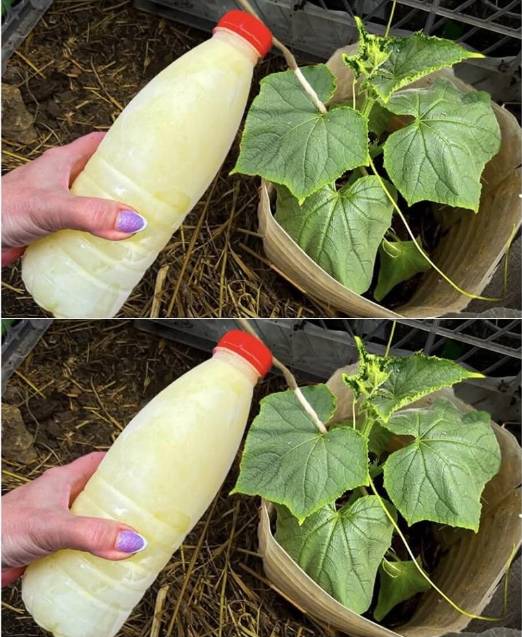 Nawóz roboczy do ogórków: zastosowany raz, liście nie żółkną, a plon jest obfity