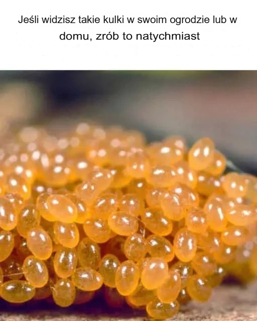 Odkryj i usuń niewidoczne znaki w swoim ogrodzie lub domu