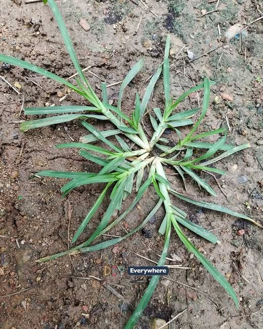 Natknij się na tę roślinę, a trafisz szóstkę w totka. Co zabawne, większość ludzi nawet na nią nie spojrzy. To jeden z najcudowniejszych okazów na świecie.