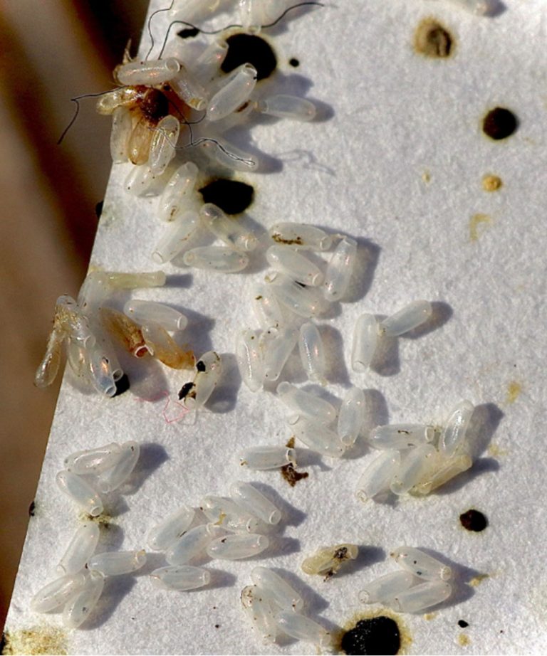 Myślałem, że to tylko ryż, ale prawda okazała się o wiele gorsza