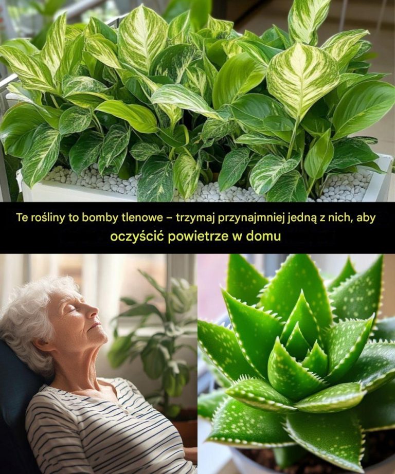 Te rośliny to bomby tlenowe – miej przynajmniej jedną z nich, aby oczyścić powietrze w swoim domu