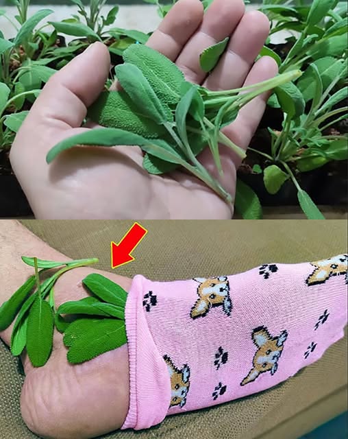 Sekret babci, który powraca, by ukoić Twój ból i nie tylko...