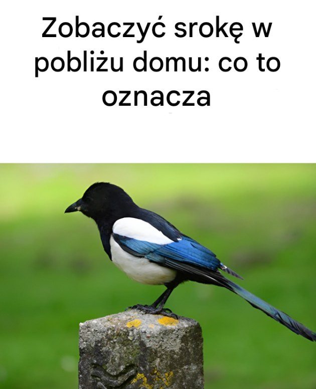 Zobaczyć srokę w pobliżu domu: oto jej znaczenie