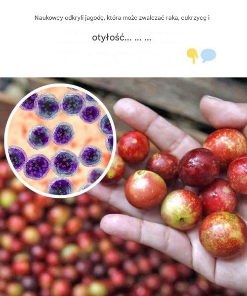 Naukowcy odkryli jagodę, która może zwalczać raka, cukrzycę i otyłość