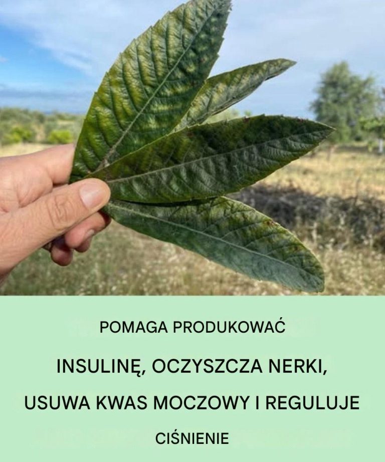 Odkryj nieoczekiwane zalety tego liścia: detoksykacja nerek, regulacja kwasu moczowego i równoważenie ciśnienia krwi
