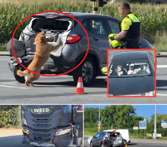 Dramat na obwodnicy Geel: niemowlę jest poważnie ranne, ale pies wiernie czuwa.