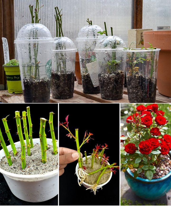 Jak wyhodować różę z sadzonek