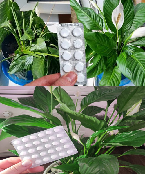 Woda witaminowa wspomagająca wzrost i kwitnienie roślin. LESIA