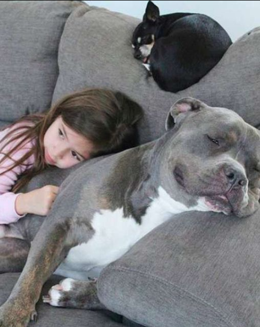 PIES, KTÓREGO CHCIELI, ABYŚMY USUNĘLI, JEST JEDYNYM POWODEM, DLA KTÓREGO MOJA CÓRKA PRZEŚPIA NOC