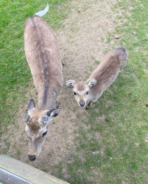 MYŚLAŁEM, ŻE TO PO PROSTU CIEKAWSKIE JELENIE — DOPÓKI NIE ZOBACZYŁEM, CO NIESIE MAŁY