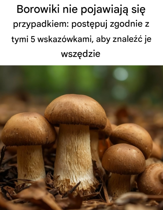 Borowiki nie pojawiają się przypadkiem: postępuj zgodnie z tymi 5 wskazówkami, aby znaleźć je wszędzie